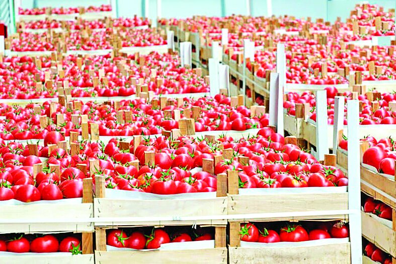 بازار گوجه فرنگی بههم ریخت بازار گوجه فرنگی بههم ریخت