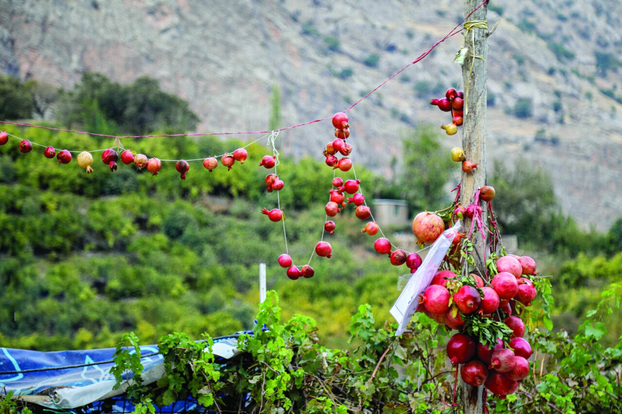 برداشت انار در «هورامان» برداشت انار در «هورامان»