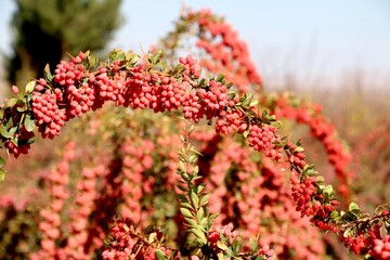 برداشت زرشک در خراسان جنوبی