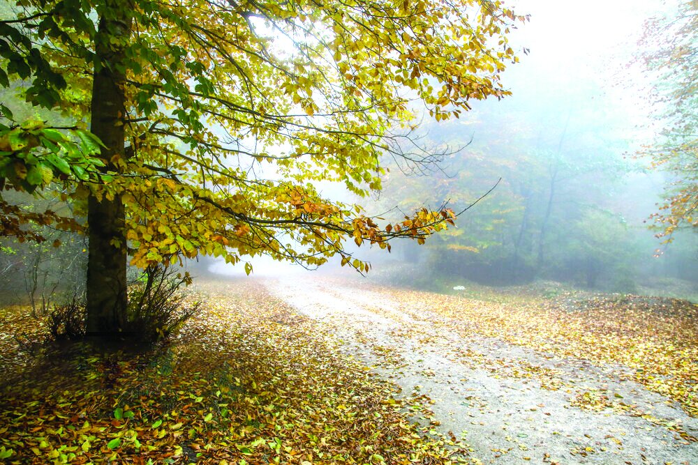 پاییز منطقه کوهستانی فریم صحرا ـ استان مازندران پاییز منطقه کوهستانی فریم صحرا ـ استان مازندران