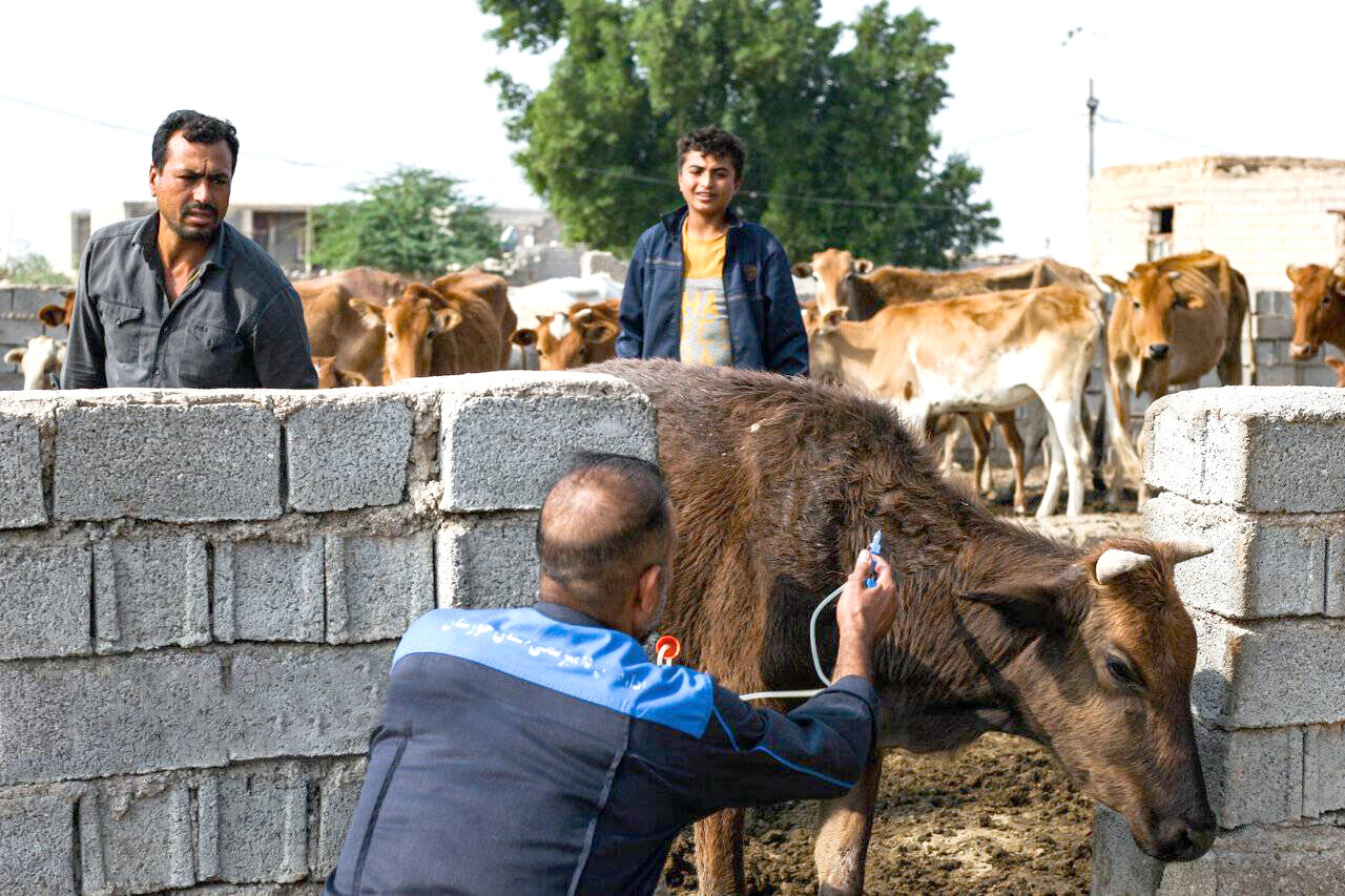 اجرای طرح واکسیناسیون دامهای سنگین در خوزستان اجرای طرح واکسیناسیون دامهای سنگین در خوزستان