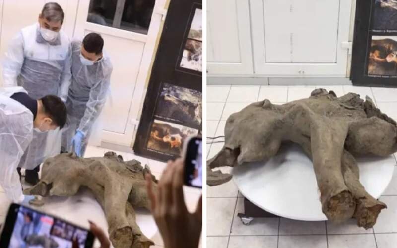 بچه ماموت ۵۰هزارساله در سیبری کشف شد بچه ماموت ۵۰هزارساله در سیبری کشف شد