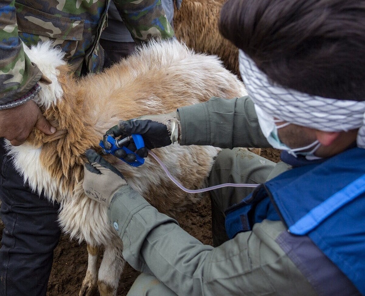 تب برفکی در کشور تحت کنترل است تب برفکی در کشور تحت کنترل است