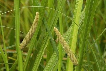 گیاه دارویی «وج» نویدبخش درمان آلزایمر