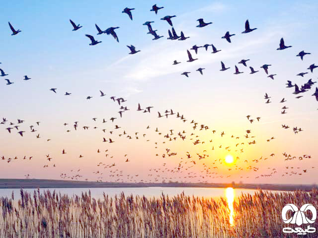 پرندگان مهاجر ز شهر ما رفتند پرندگان مهاجر ز شهر ما رفتند