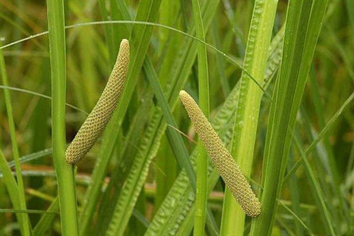 گیاه دارویی «وج» نویدبخش درمان آلزایمر گیاه دارویی «وج» نویدبخش درمان آلزایمر