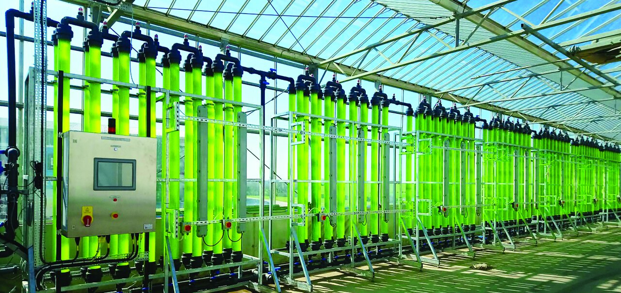 جذاب مثل جلبک جذاب مثل جلبک