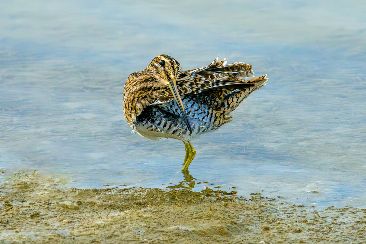 «شطعلی» «شطعلی»