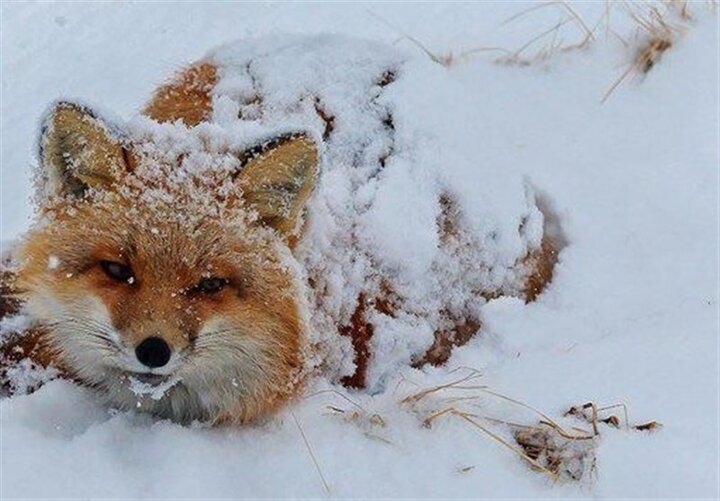 آمادهباش برای محافظت از محیطزیست آمادهباش برای محافظت از محیطزیست