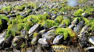 توسعه یک چسب محکم و ضد باکتری با الهام از صدف توسعه یک چسب محکم و ضد باکتری با الهام از صدف