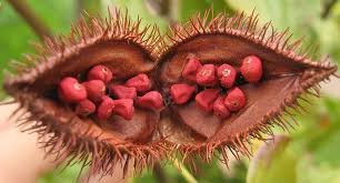آکیوت، میوه درخت آناتو: Achiote آکیوت، میوه درخت آناتو: Achiote