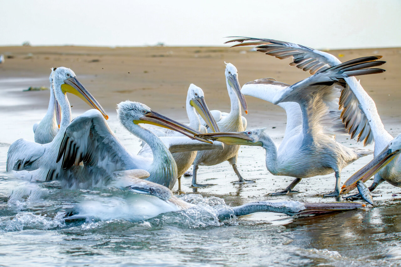 خور آذینی (سیریک) خور آذینی (سیریک)