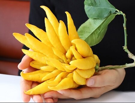 دست بودا: Buddha’s Hand دست بودا: Buddha’s Hand