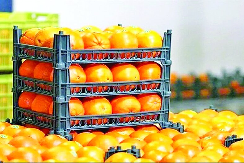آغاز عرضه میوه تنظیم بازار شب عید آغاز عرضه میوه تنظیم بازار شب عید