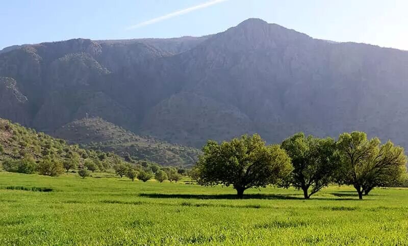 دشت سوسن در ایذه، بهشت سرسبز خوزستان دشت سوسن در ایذه، بهشت سرسبز خوزستان
