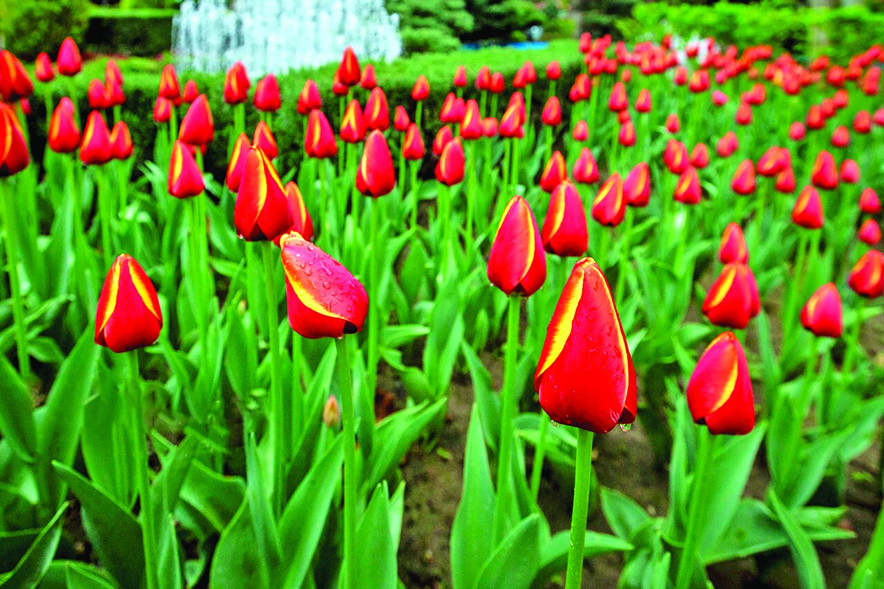 جشنواره لالهها در کرج جشنواره لالهها در کرج