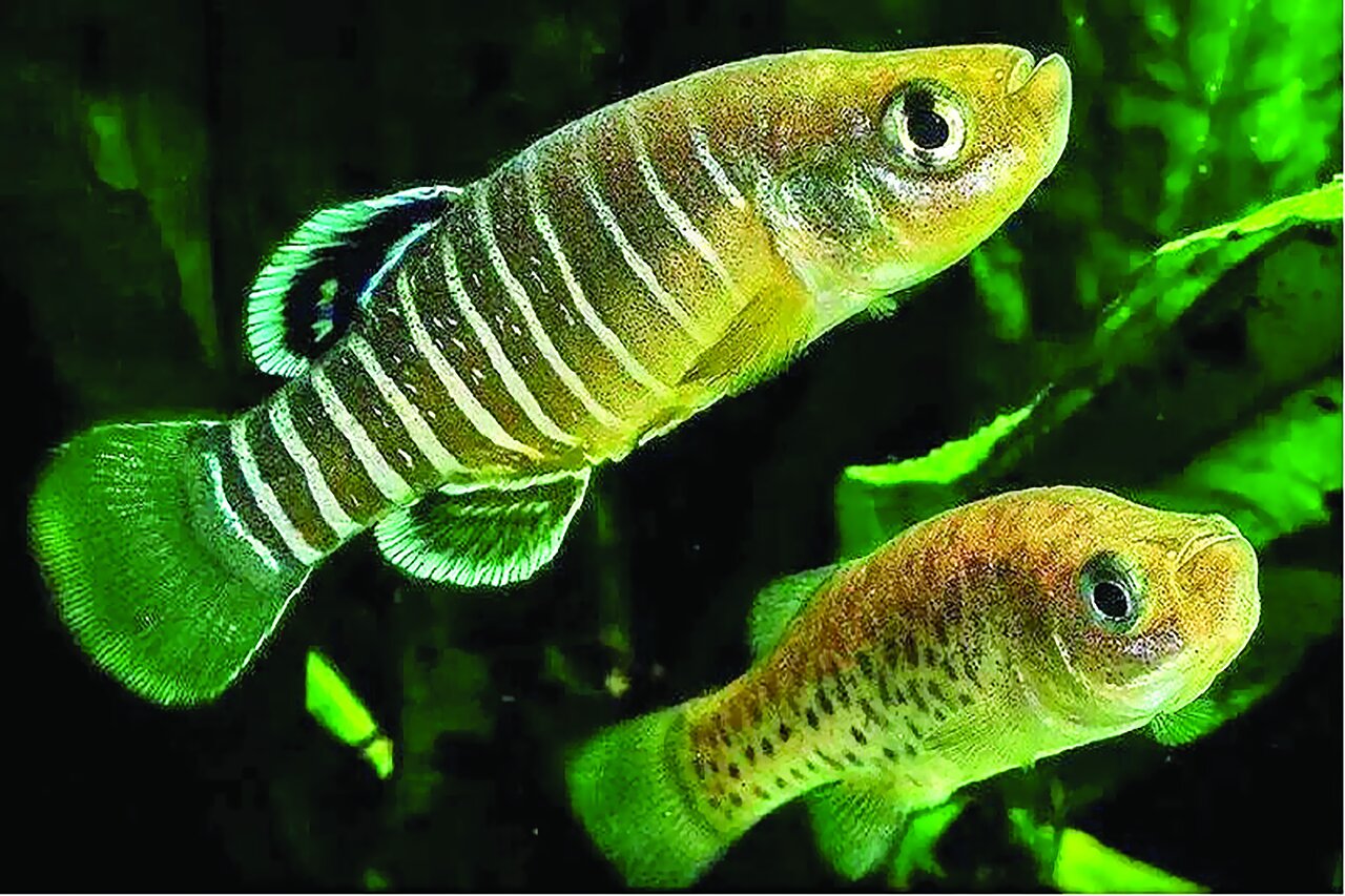 خطر انقراض، آفانیوس را تهدید میکند خطر انقراض، آفانیوس را تهدید میکند