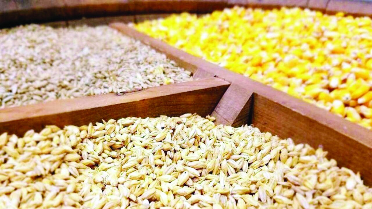 کاهش واردات نهاده با کشت گیاهان کمآب کاهش واردات نهاده با کشت گیاهان کمآب