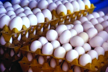 قیمت تخم‌مرغ در مرغداری به ۳۰ هزارتومان رسید
