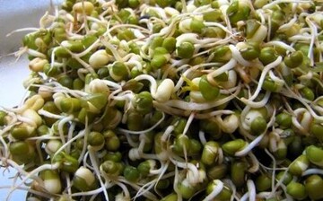 جوانه ماش؛ بمب ویتامین و پروتئین