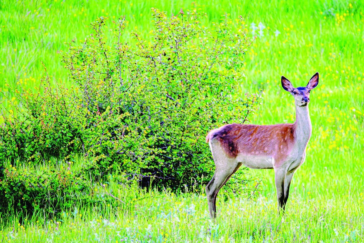 جنگل «رودبارک» جنگل «رودبارک»