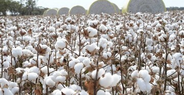 سقوط طلای سفید در سرزمین طلاهای سبز