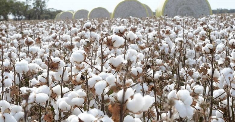 سقوط طلای سفید در سرزمین طلاهای سبز