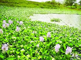 شیطان آبی را به خانه نبرید! شیطان آبی را به خانه نبرید!
