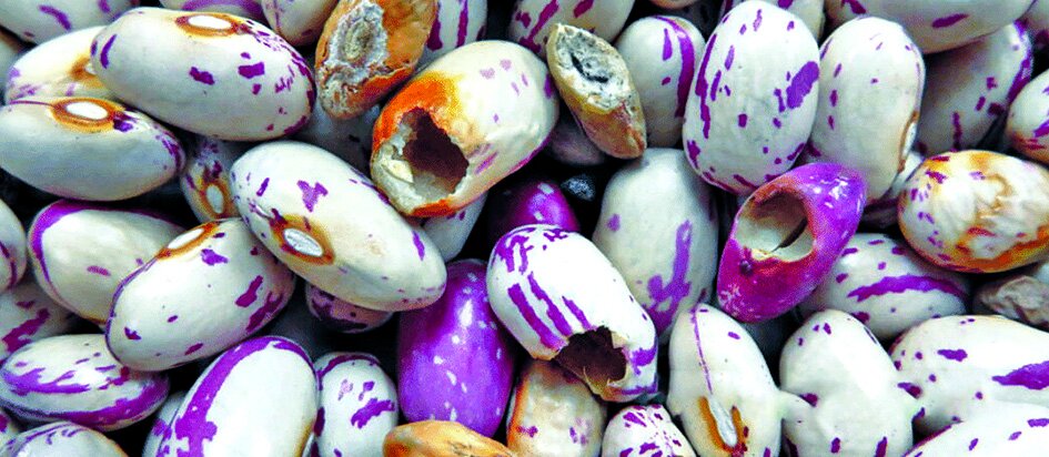 حبوبات حشرهزده را چهکار کنیم؟ حبوبات حشرهزده را چهکار کنیم؟