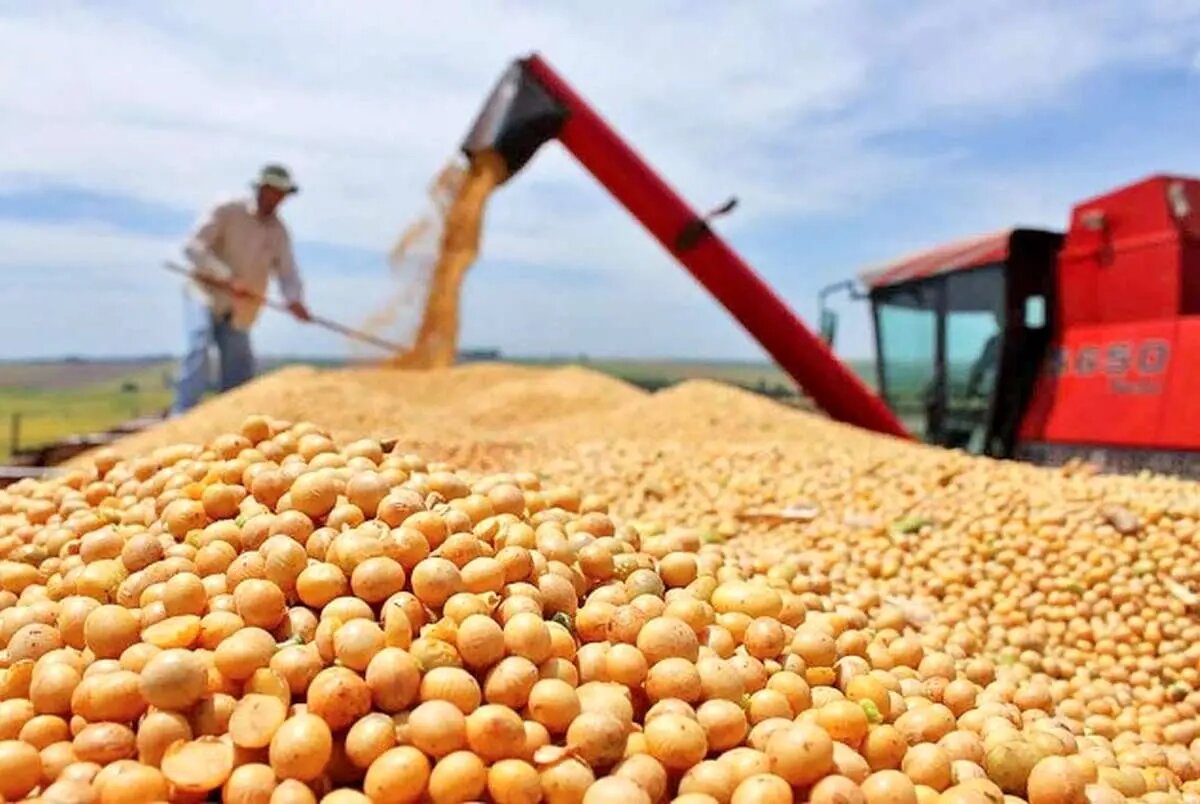 وضعیت تامین نهادههای دامی مطلوب است وضعیت تامین نهادههای دامی مطلوب است