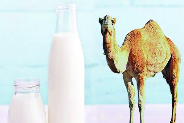 شیر شتر ، شدت آسم را کاهش میدهد شیر شتر ، شدت آسم را کاهش میدهد