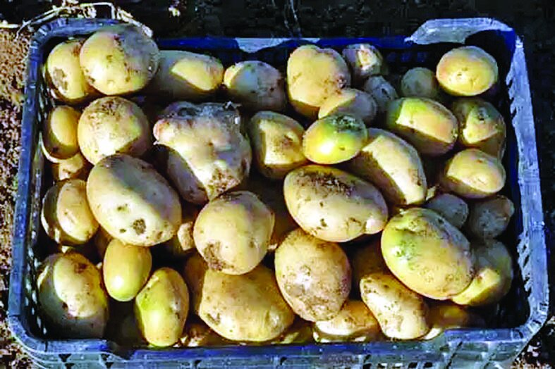 برای نگهداری طولانی سیبزمینی چه باید کرد؟ برای نگهداری طولانی سیبزمینی چه باید کرد؟