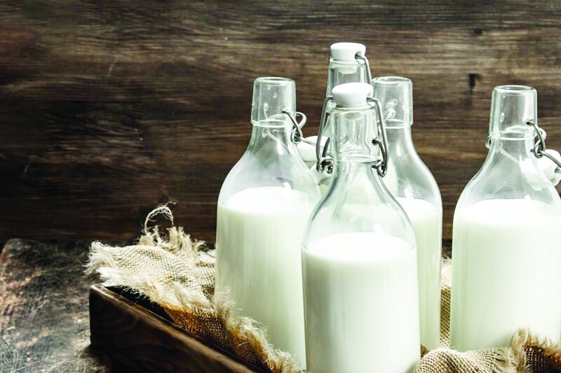 شیر شتر مفید است؟ شیر شتر مفید است؟
