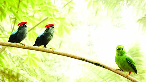 سینمای مستند؛ دریچهای به امید و زیبایی