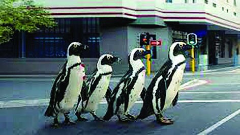 سینمای مستند؛ دریچهای به امید و زیبایی