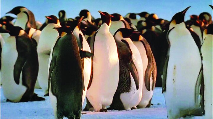 سینمای مستند؛ دریچهای به امید و زیبایی