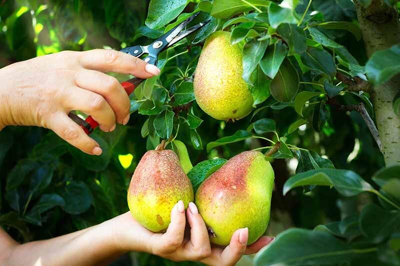 خواص فوق‌العاده گلابی برای لاغری و پیشگیری از سرطان