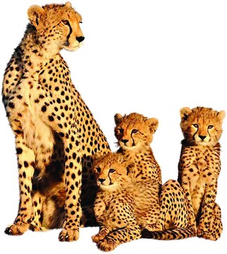 حسرت برای یوز ایرانی