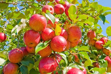 درمانگر معده و اعصاب