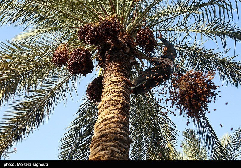 برداشت خرما از نخلستان‌های غزاویه