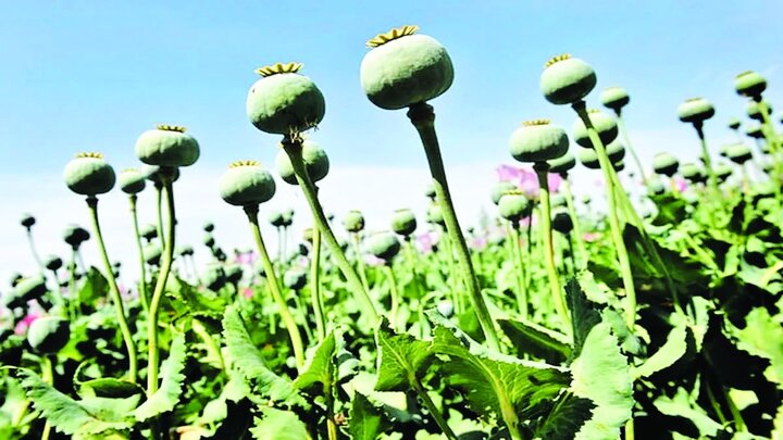 داروهای مخدر فقط برای معتادان نیست