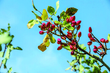 برداشت پسته در باغات ایلخچی