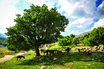 «زندگی عشایری»