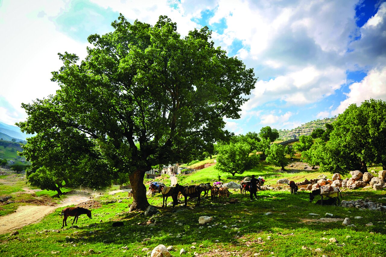 «زندگی عشایری» «زندگی عشایری»