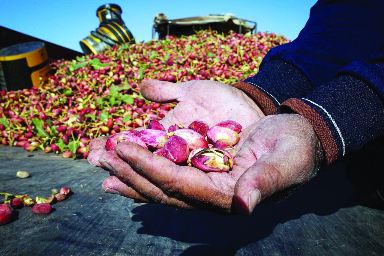 باغ پسته بینالود نیشابور باغ پسته بینالود نیشابور