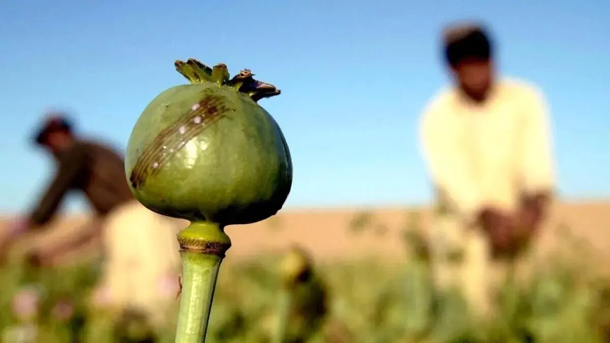 آیا کشت خشخاش به زودی میسر خواهد شد؟