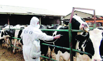 بحرانی ملی در صنعت دامپروری