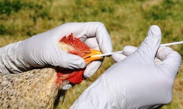 پایان آنفلوآنزای فوقحاد پرندگان در ایران اعلام شد