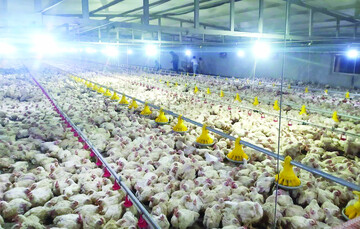 دلیل گرانی مرغ کیست؟