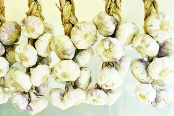 روش درست نگهداری طولانی مدت سیر در خانه